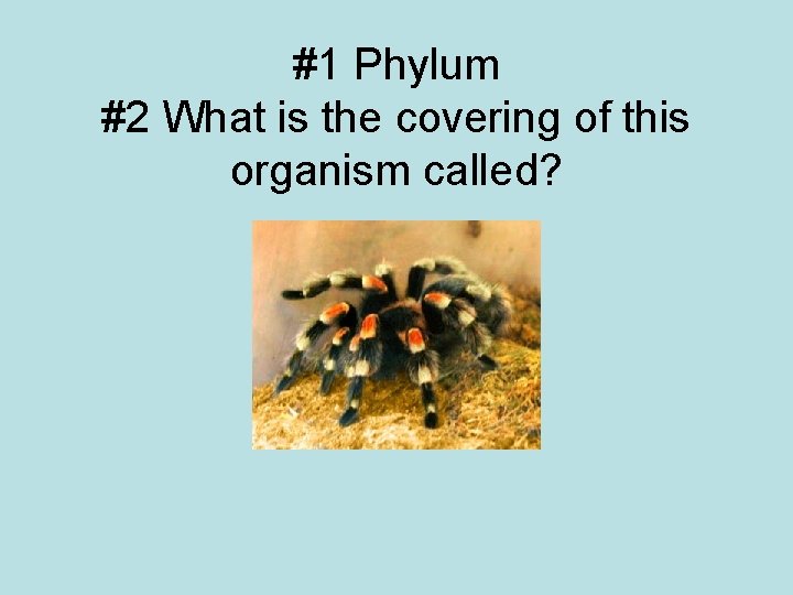 #1 Phylum #2 What is the covering of this organism called? 