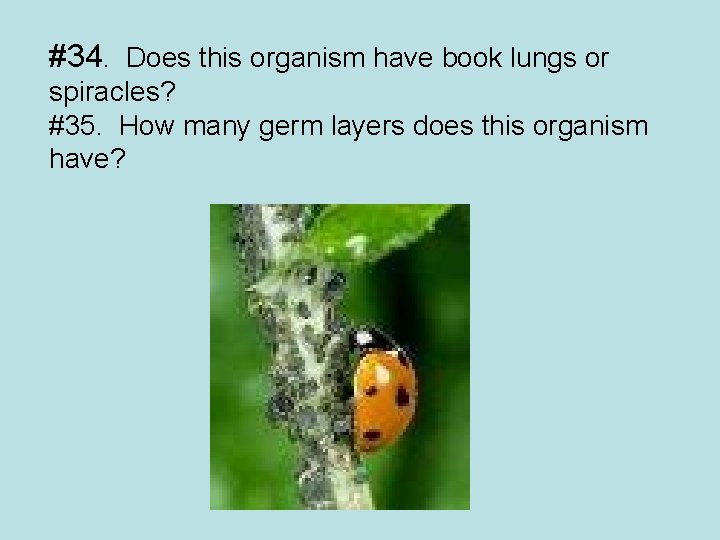 #34. Does this organism have book lungs or spiracles? #35. How many germ layers