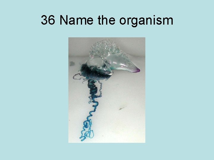 36 Name the organism 