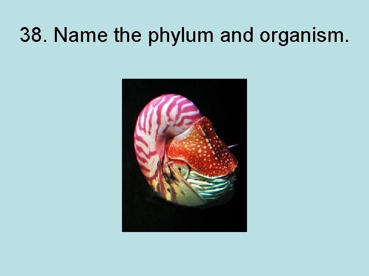 38. Name the phylum and organism. 