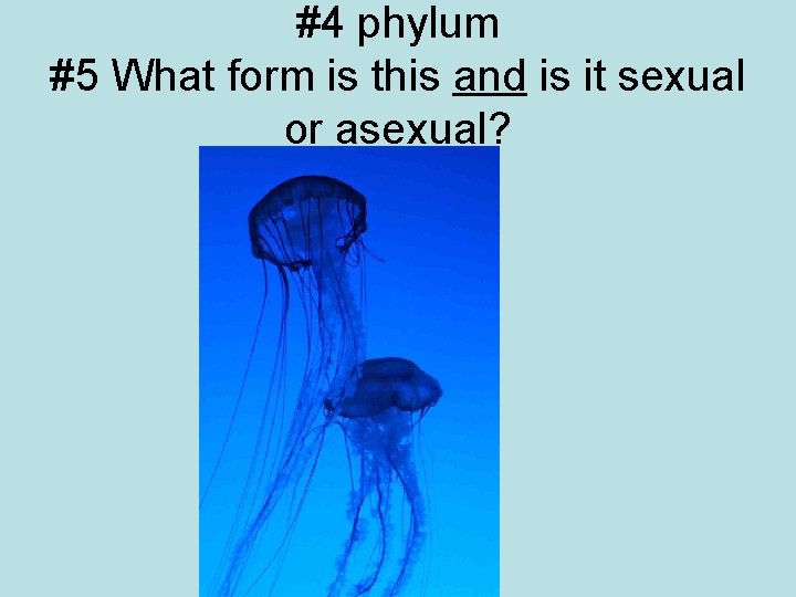 #4 phylum #5 What form is this and is it sexual or asexual? 