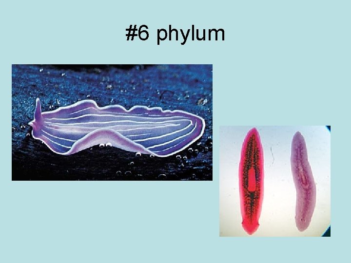 #6 phylum 