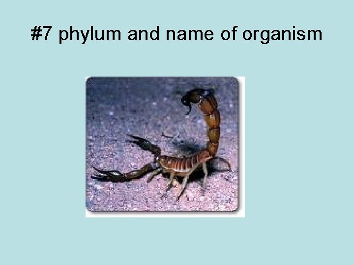 #7 phylum and name of organism 