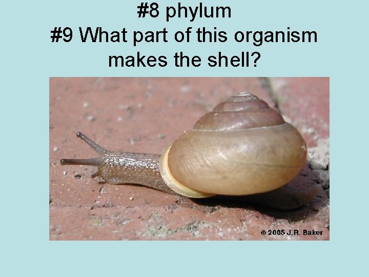 #8 phylum #9 What part of this organism makes the shell? 