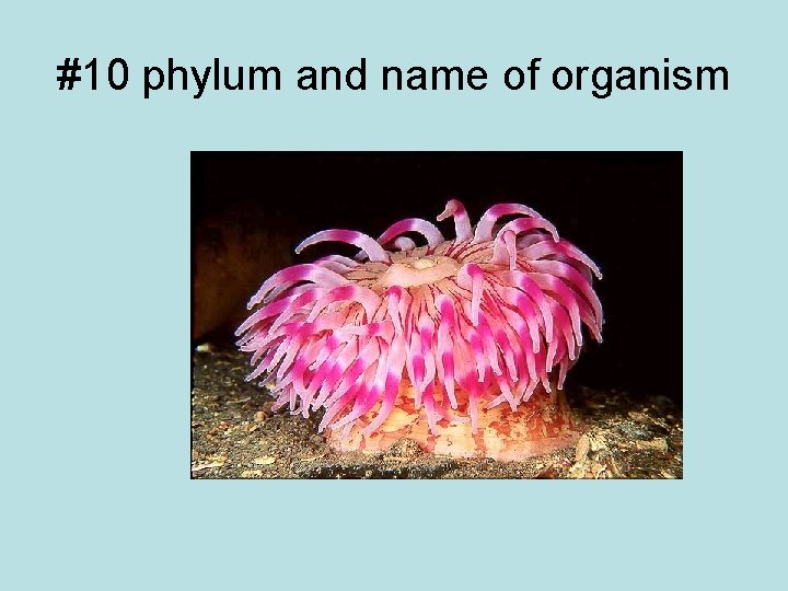 #10 phylum and name of organism 