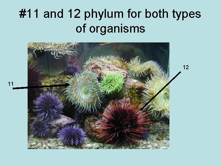 #11 and 12 phylum for both types of organisms 12 11 