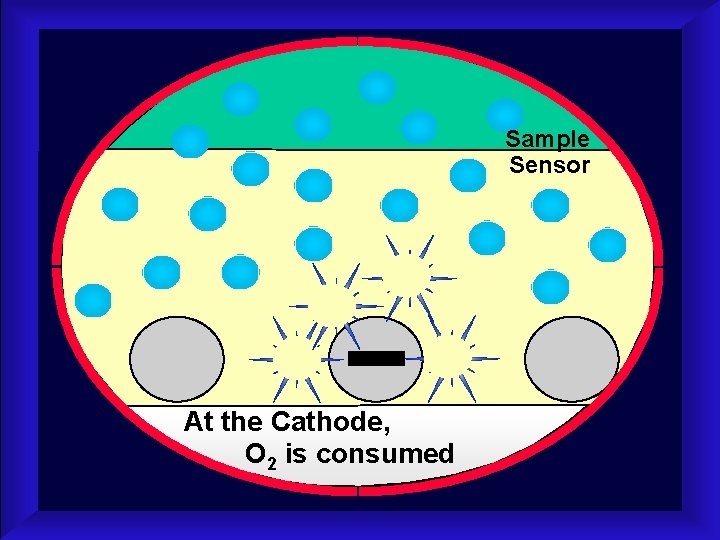Sample Sensor At the Cathode, O 2 is consumed 