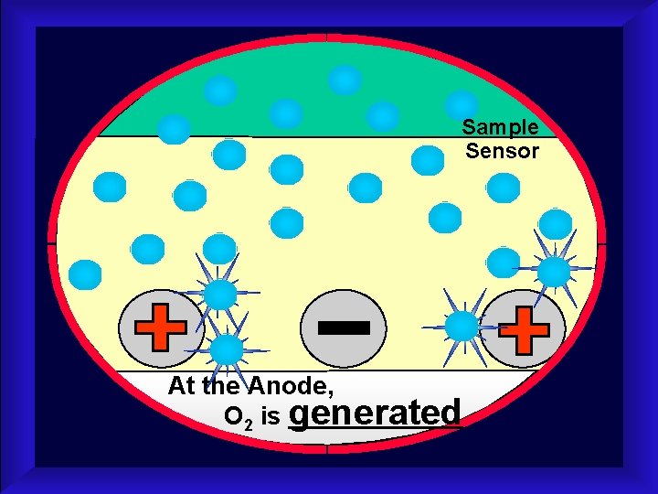 Sample Sensor At the Anode, O 2 is generated 