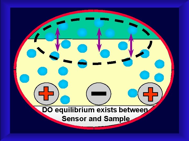 DO equilibrium exists between Sensor and Sample 