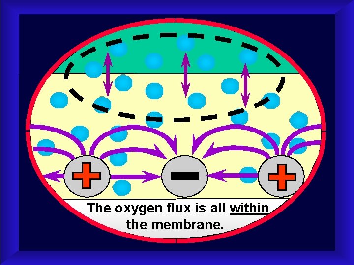 The oxygen flux is all within the membrane. 