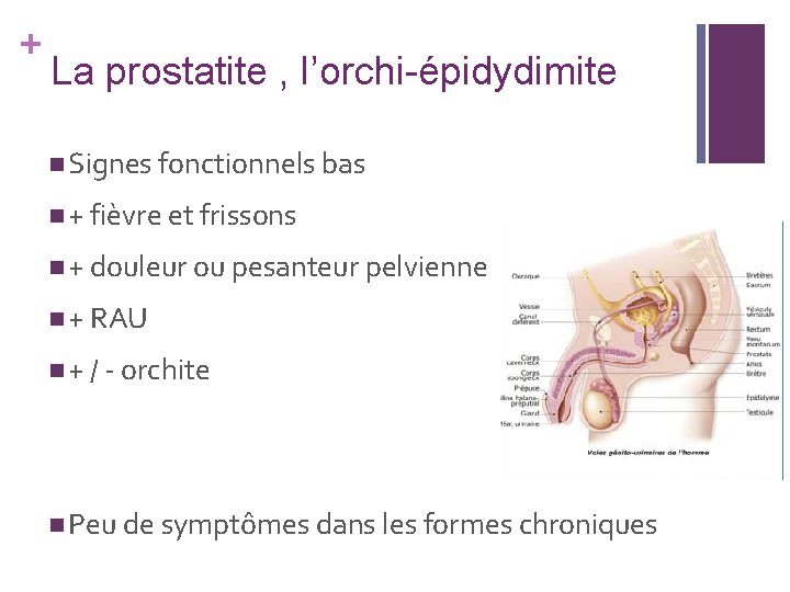 + La prostatite , l’orchi-épidydimite n Signes fonctionnels bas n + fièvre et frissons