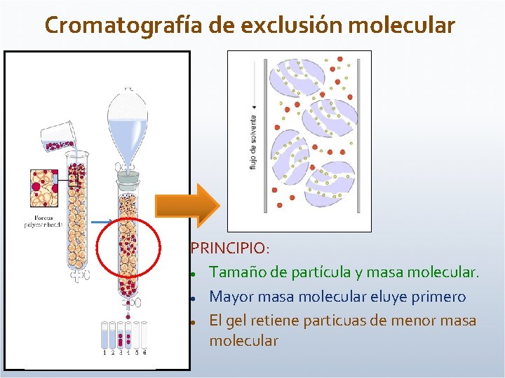 Cromatografía de exclusión molecular PRINCIPIO: Tamaño de partícula y masa molecular. Mayor masa molecular