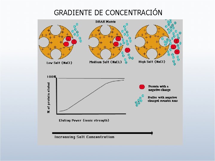 GRADIENTE DE CONCENTRACIÓN 