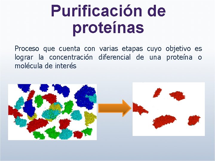 Purificación de proteínas Proceso que cuenta con varias etapas cuyo objetivo es lograr la