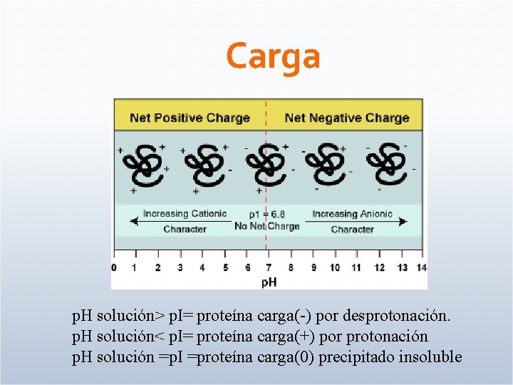 Carga p. H solución> p. I= proteína carga(-) por desprotonación. p. H solución< p.