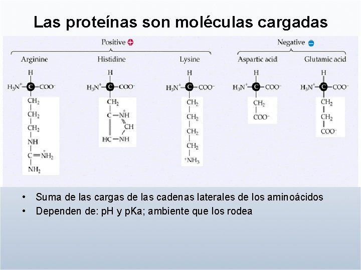 Las proteínas son moléculas cargadas • De • Suma de las cargas de las