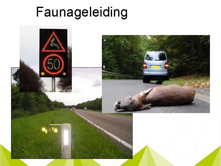 Faunageleiding 