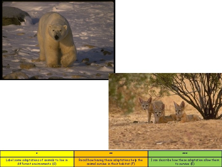 * ** *** Label some adaptations of animals to live in different environments (G)