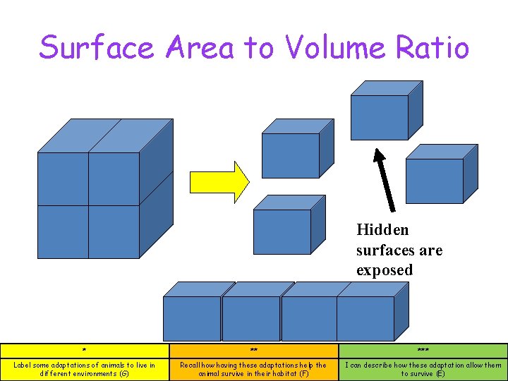 Surface Area to Volume Ratio Hidden surfaces are exposed * ** *** Label some