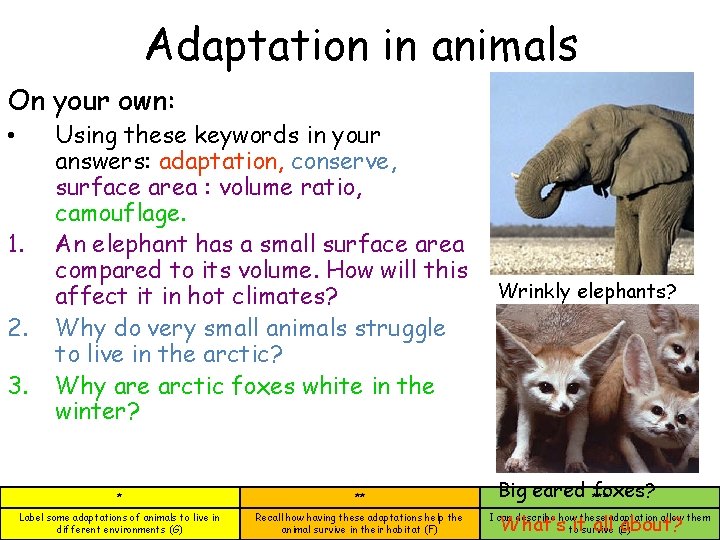 Adaptation in animals On your own: • 1. 2. 3. Using these keywords in