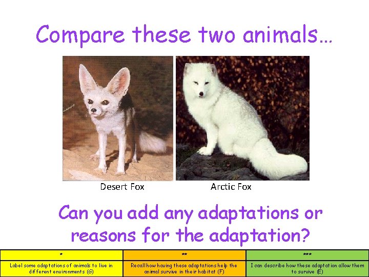 Compare these two animals… Desert Fox Arctic Fox Can you add any adaptations or