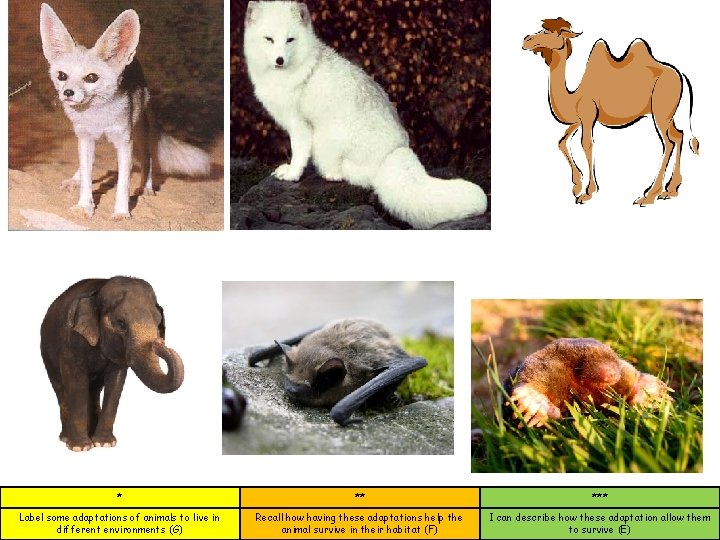 * ** *** Label some adaptations of animals to live in different environments (G)