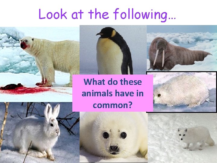 Look at the following… What do these animals have in common? * ** ***