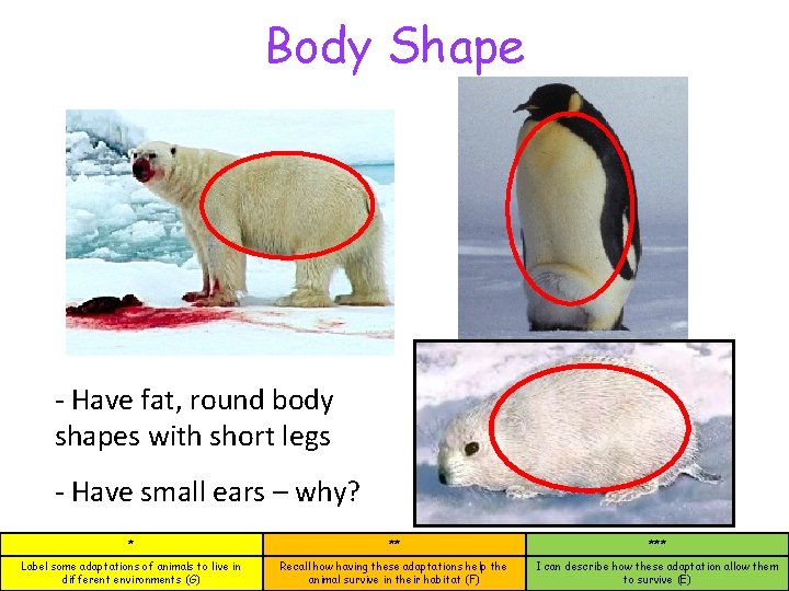 Body Shape - Have fat, round body shapes with short legs - Have small