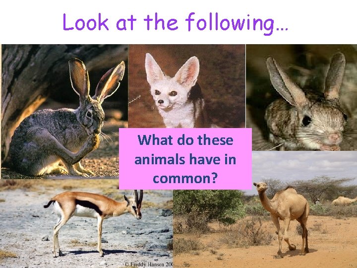 Look at the following… What do these animals have in common? * ** ***