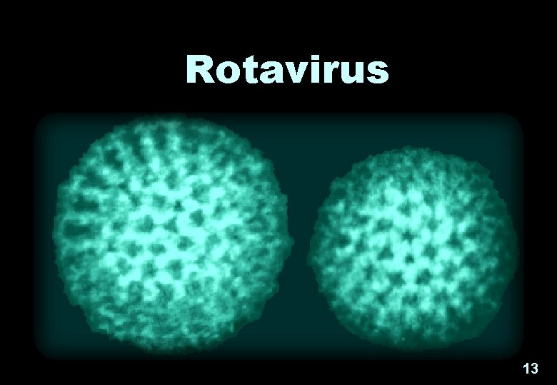 Rotavirus 13 