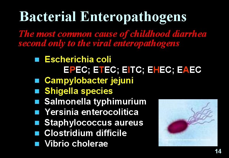 Bacterial Enteropathogens The most common cause of childhood diarrhea second only to the viral