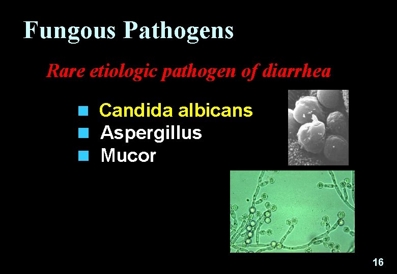 Fungous Pathogens Rare etiologic pathogen of diarrhea n Candida albicans n Aspergillus n Mucor