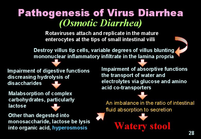 Pathogenesis of Virus Diarrhea (Osmotic Diarrhea) Rotaviruses attach and replicate in the mature enterocytes