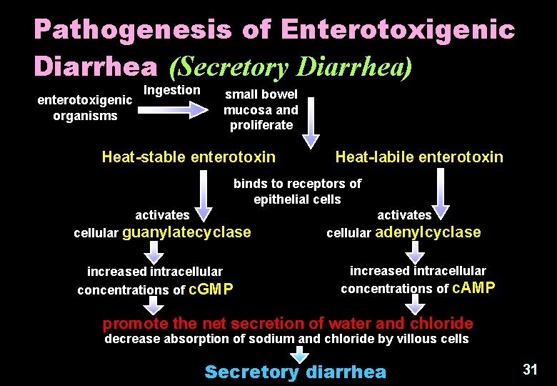 Pathogenesis of Enterotoxigenic Diarrhea (Secretory Diarrhea) enterotoxigenic organisms Ingestion small bowel mucosa and proliferate