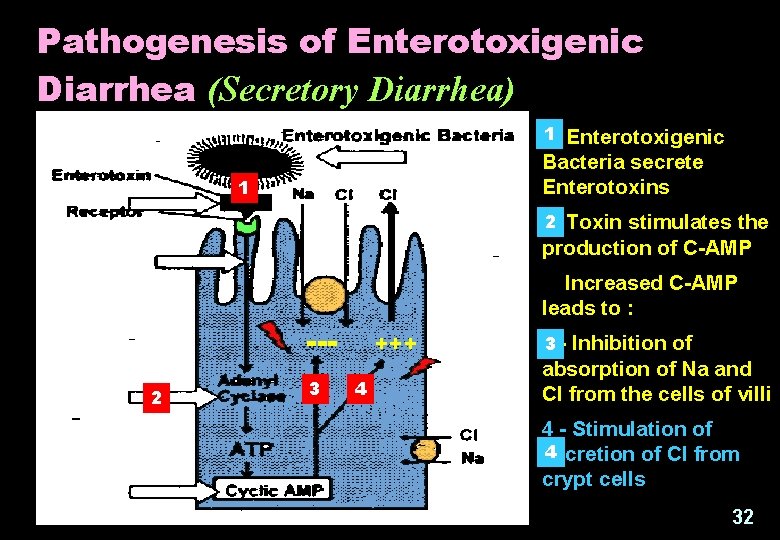 Pathogenesis of Enterotoxigenic Diarrhea (Secretory Diarrhea) 1 Enterotoxigenic 1 Bacteria secrete Enterotoxins 1 2