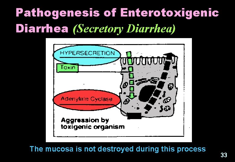 Pathogenesis of Enterotoxigenic Diarrhea (Secretory Diarrhea) The mucosa is not destroyed during this process