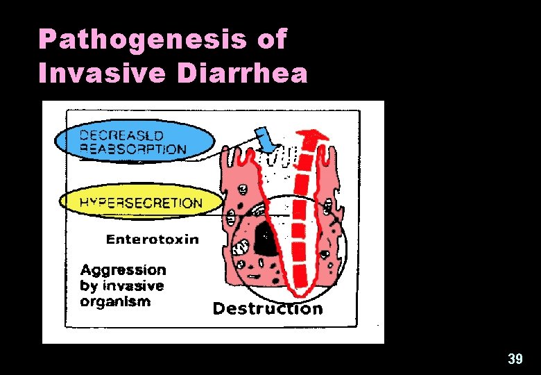 Pathogenesis of Invasive Diarrhea 39 