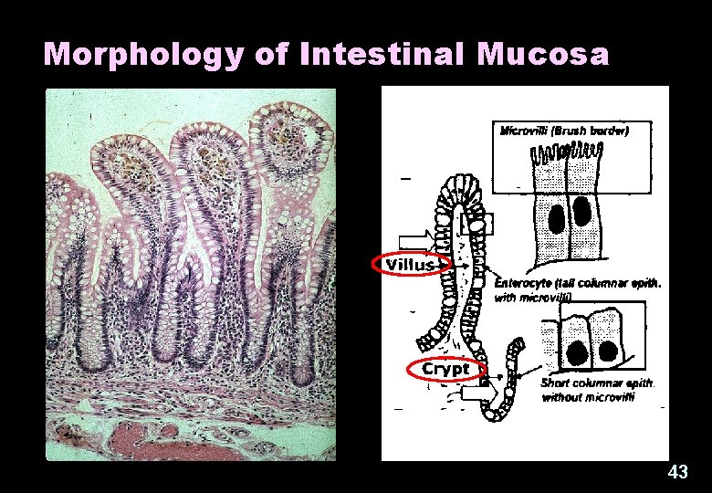 Morphology of Intestinal Mucosa 43 