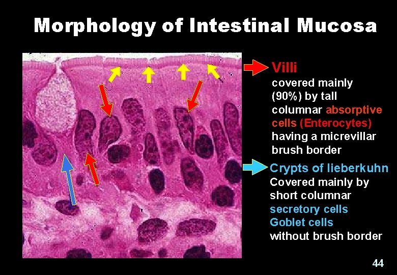 Morphology of Intestinal Mucosa Villi covered mainly (90%) by tall columnar absorptive cells (Enterocytes)