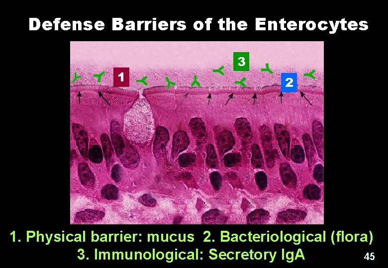 Defense Barriers of the Enterocytes 1 3 2 1. Physical barrier: mucus 2. Bacteriological