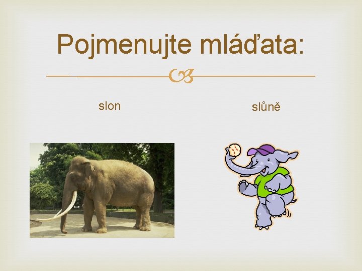 Pojmenujte mláďata: slon slůně 