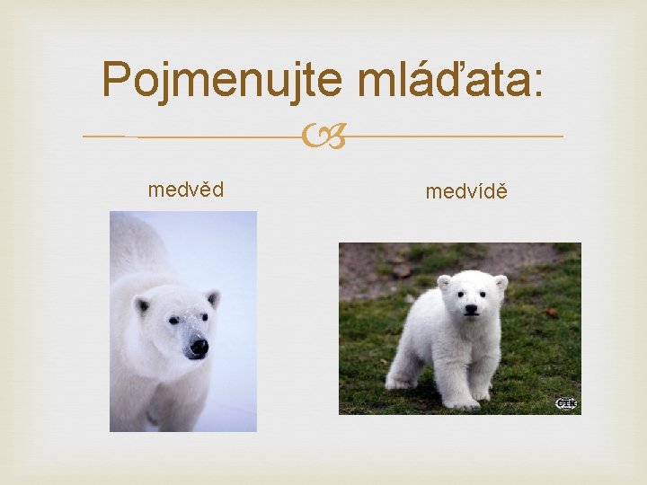 Pojmenujte mláďata: medvěd medvídě 