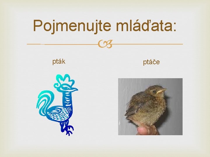 Pojmenujte mláďata: pták ptáče 