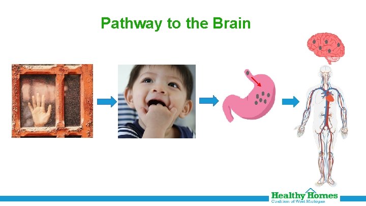 Pathway to the Brain 