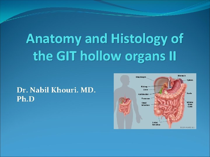 Anatomy and Histology of the GIT hollow organs II Dr. Nabil Khouri. MD. Ph.