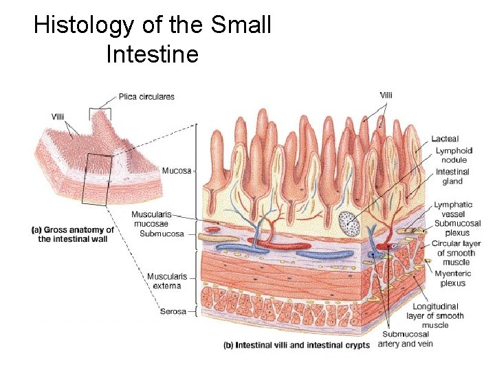 Histology of the Small Intestine 