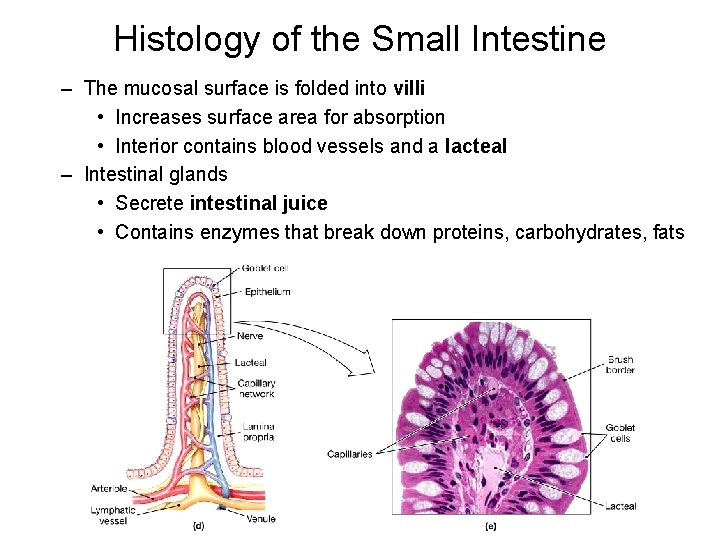 Histology of the Small Intestine – The mucosal surface is folded into villi •