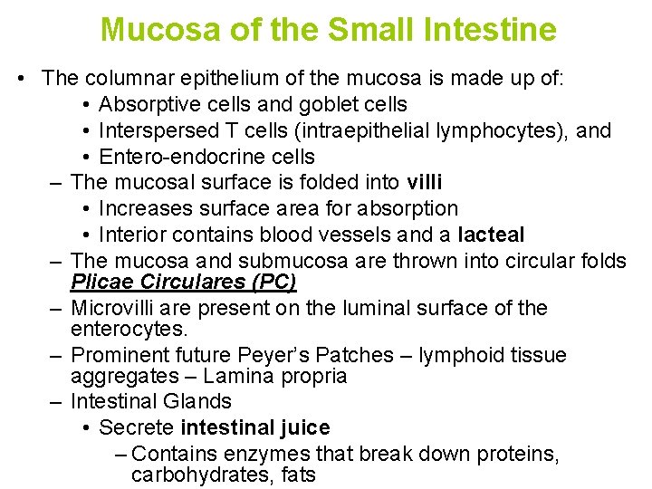Mucosa of the Small Intestine • The columnar epithelium of the mucosa is made