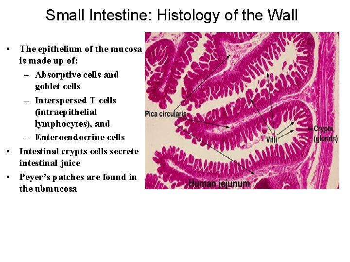 Small Intestine: Histology of the Wall • The epithelium of the mucosa is made