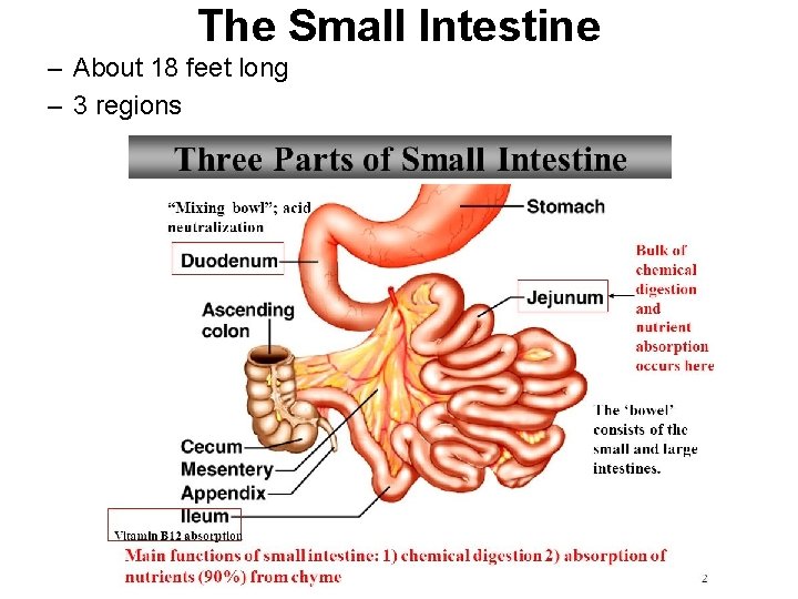 The Small Intestine – About 18 feet long – 3 regions 